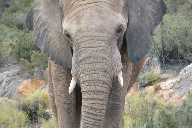 Elefant im Busch